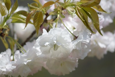 03_八重桜